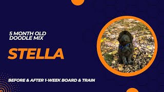 Full 5 Month Old Doodle Mix “Stella” Before/After Video | 1-Week Board and Train | Erie News