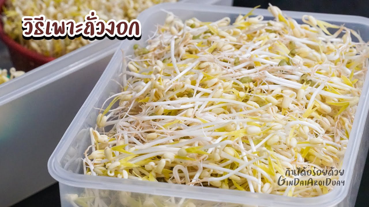 วิธีเพาะถั่วงอก ไม่ให้เป็นรา และวิธีทำให้เก็บไว้ได้นาน สดกรอบ ไม่เน่า Bean sprouts l กินได้อร่อยด้วย