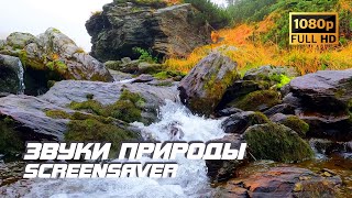 Живая природа - Ручей | Осень | Звуки природы | Звуки ручья | Шум воды | Релаксация | Заставка ТВ