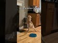 Puppy Beats Up Trash Can