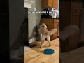 Puppy Beats Up Trash Can