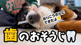 おりこうさんに歯のおそうじ（歯石取り）【2歳5ヶ月バーニーズ】