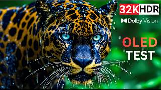 Best Nature OLED HDR Test Dolby Vision | 32K Video Ultra HD 120fps
