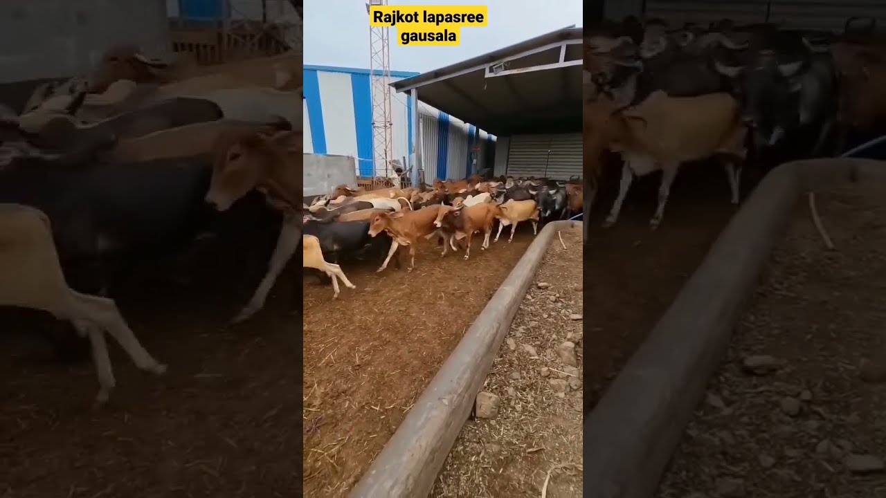 Free Cow shelter | Gaushala | Desi cows | Goshala | Signature studios