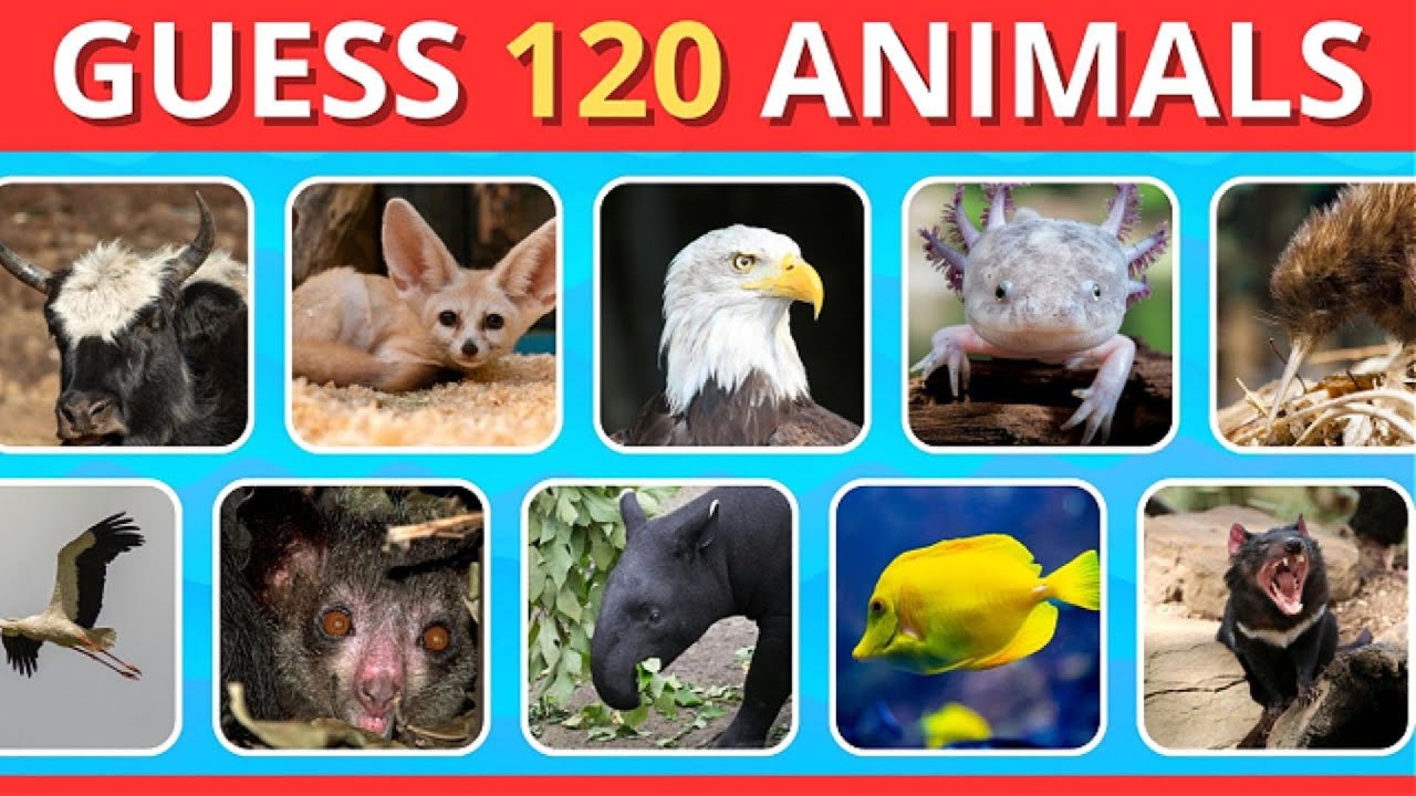 Guess the Animal by Picture | Impossible Animal Quiz 💀