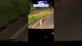 This family found a lost deer on the middle of the road #shorts