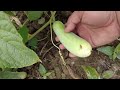 Cucumber Farming At Countrysidde | Village Farming Life
