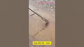 Gậy bắt rắn, lươn kẹp cua cá chạch / gậy kẹp rắn lươn gập đôi inox bền tiện dụng bắt