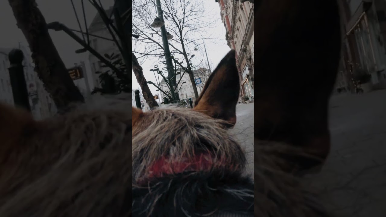 POV city walk with my dog 🐕