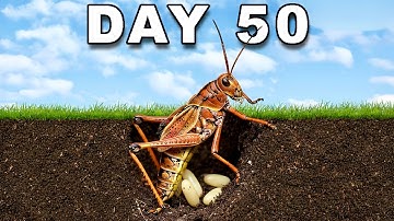 Raising GrassHoppers for 50 Days