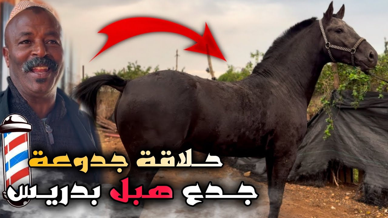 درنا تلفازا لعودات باش نعرفوهم واش حاملات ولا لا ‼️ جـدع دهم هبل بدريس 👌 كين زين ولا لا ؟؟