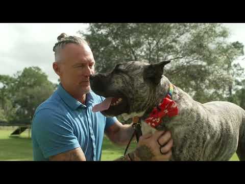 Video: Pet Scoop: Hero Dog United ar vēlu veterānu ģimeni, Surfer Glābšanas Fawn