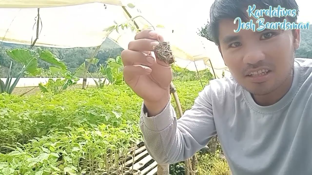 PAANO MAGTANIM AT MAG ALAGA NG KAMATIS PARA DUMAMI ANG BUNGA | Beginners Guide | Karelatives Farmer