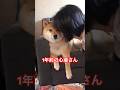 心亜は、こんなんされて育ってきました。基本、心亜からこんなんされたくって寄って行くのが日常。#しばいぬ #柴犬 #dog #shibainu #癒し #心亜 #愛情