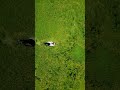 Henri Rousseau’s Dream 👁...#midoritakada #dji #flowers #spring #reels