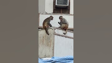 vrindavan k naughty monkey 🐒 🐒