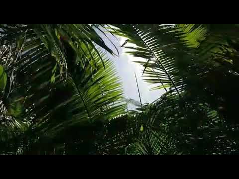 pemuda pengembara
