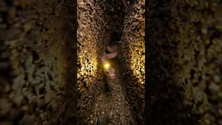 Blind Snake POV: Deep Underground Tunnel Colony Exploration (Microscopic Camera Simulation)