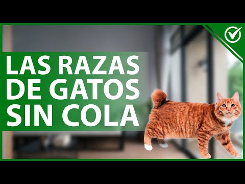🐱 ¿Cuáles son las razas de GATOS que NO TIENEN COLA y por qué pasa esto? 🐱