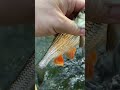 Весенняя рыбалка на головля на спининг. #рыбалка #fishing