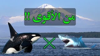 الحوت السفاح | اغرب الحقائق عن الحوت القاتل