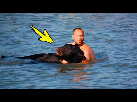 Медведь тонул в озере. От того, что сделал этот парень, просто бросает в дрожь...