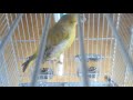 Greenfinch singing