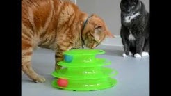J Aime Vraiment Chat Youtube