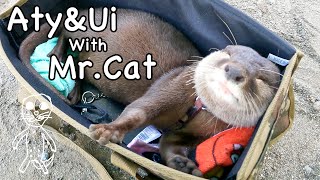 The free-spirited Aty, and Ui who has somehow come to behave like Aty. [Otter life Day 579]
