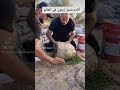 اقدم شجره زيتون في العالم فلسطين 