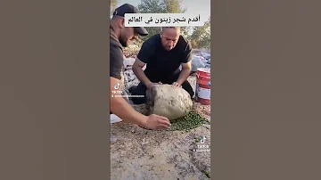 اقدم شجره زيتون في العالم فلسطين 