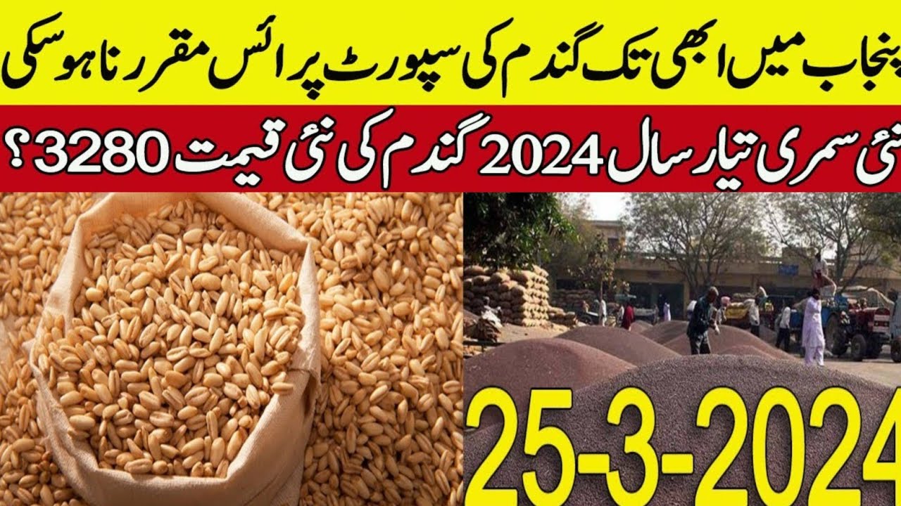 wheat support price in punjab pakistan 2024/wheat price in pakistan ...