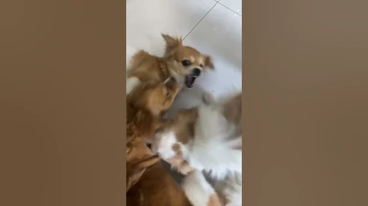 Full Video below👇  #feed #shorts #doglover #puppy #love #pets #cute #bestfeed #cutedog #doggo