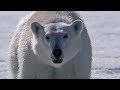 Polar Bear Stalks and Attacks Seal | BBC Earth