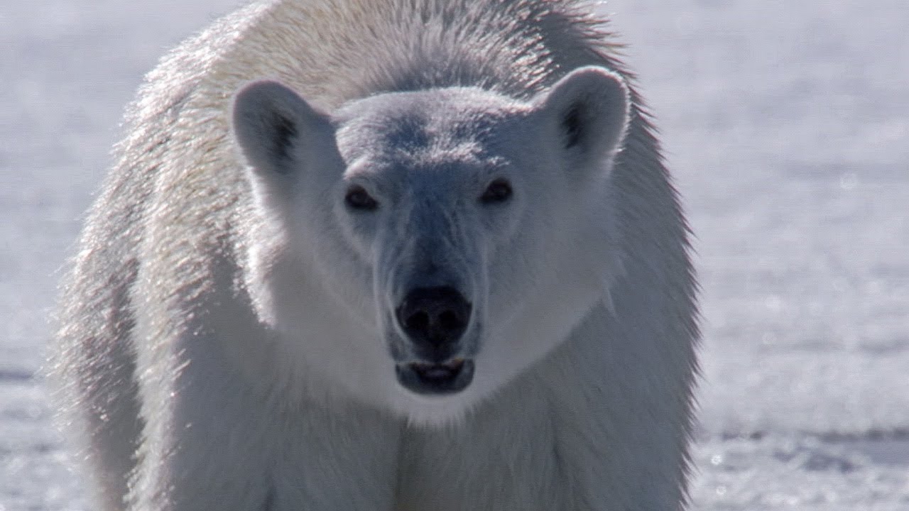 ⁣Polar Bear Stalks and Attacks Seal | BBC Earth