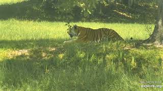 Famous Just go! Dutchess tiger at Big Cat Rescue. Profile