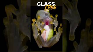 The Enchanting Glass Frog: Nature’s Living Gem! 🐸😳#viralvideo #shorts #glassfrog #facts