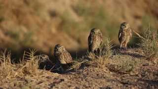 Burrowing owls near the salton sea in southern california