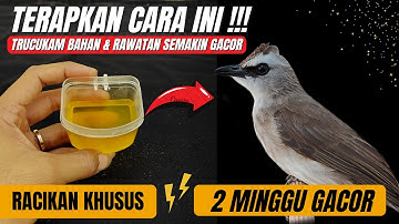 LAKUKAN DENGAN KONSISTEN DAN LIHAT HASILNYA❗PERAWATAN KHUSUS TRUCUKAN AGAR CEPAT GACOR❗
