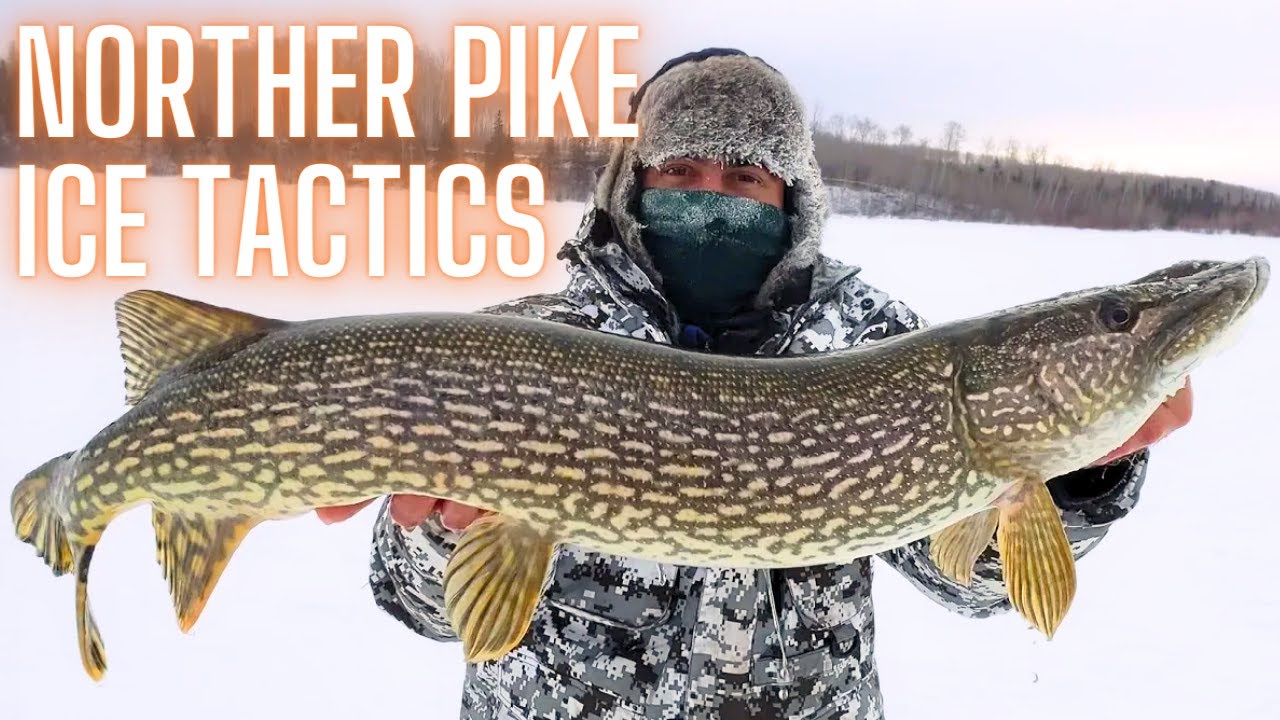 Northern Pike Ice Fishing Tactics 