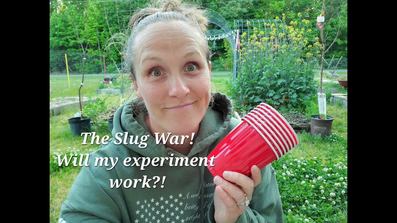 Slug Experiments The Slug War( The experiment) - YouTube