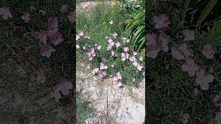 #flores #planta #naturaleza