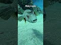 This fish is the White-spotted Pufferfish and is scientifically known as Arothron hispidus.