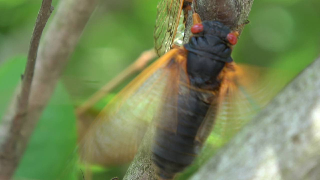 Female Magicicada cicada flicking her wings to signal a male cicada ...