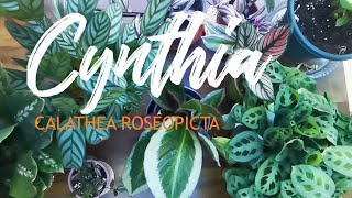 CYNTIA - plant