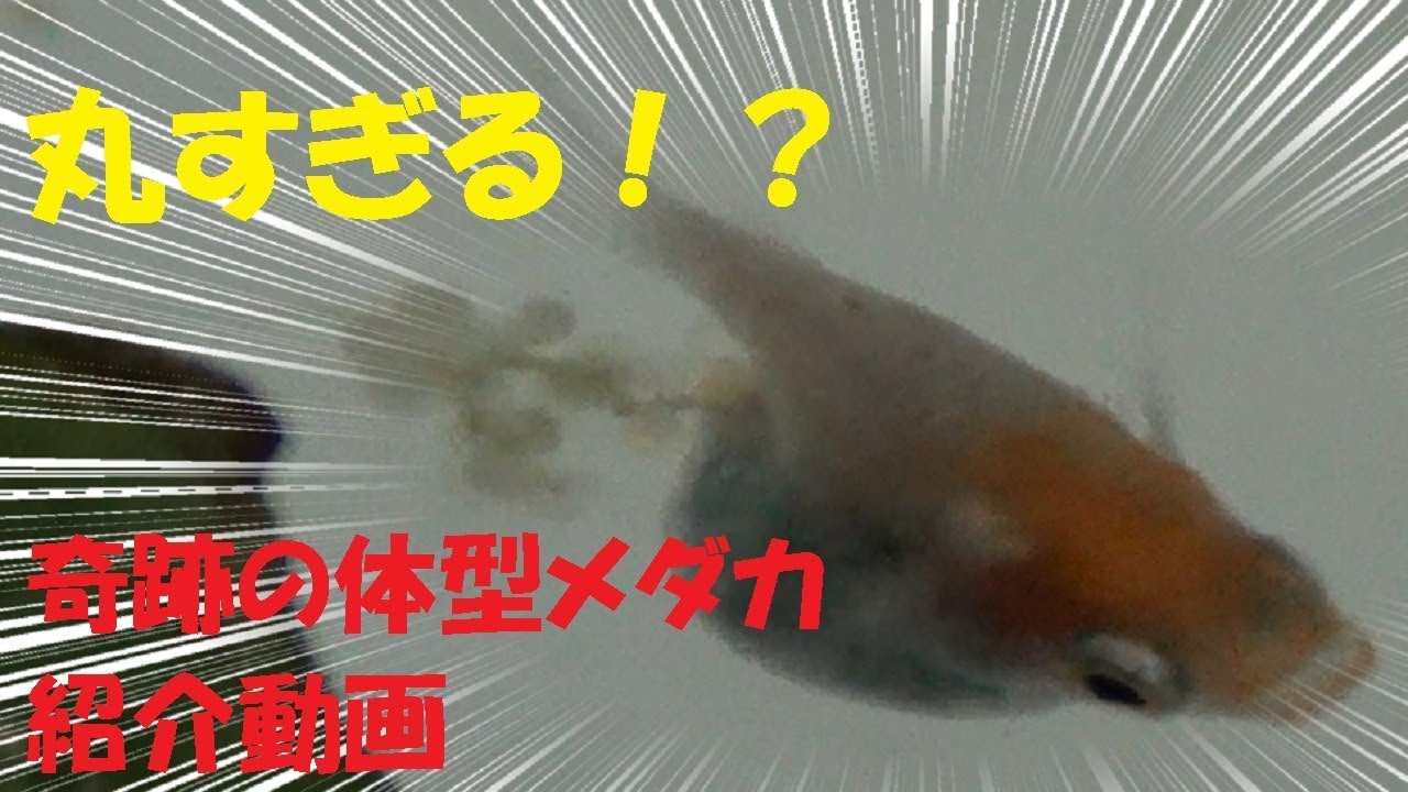 ピンポンパールのような丸体型更紗錦メダカの紹介動画 Youtube ピンポンパールのような丸体型更紗錦メダカの紹介動画 Youtube