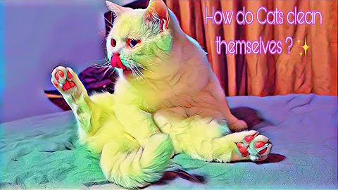 Video 10926461: cats kitten cutecat catlovers, kitten catlover funny cutecat, cute cat kitten grooming, cat cleaning grooming, sleeping cat cutecat