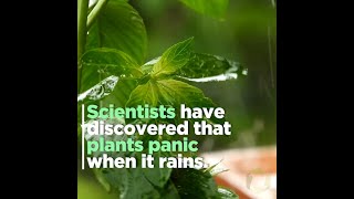 Why plants panic when it rains