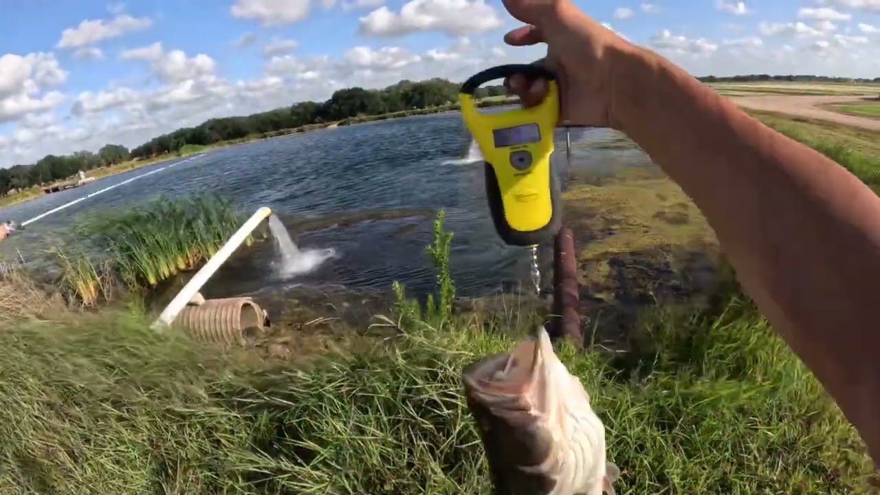 Milberger turf farm bass fishing!