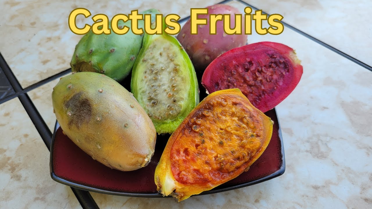 Which Cactus Fruit Tastes Better ? Red, Green, Or Yellow Cactus Pear